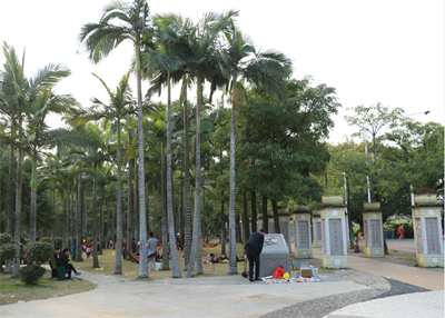 槟郎公园棕榈树景观